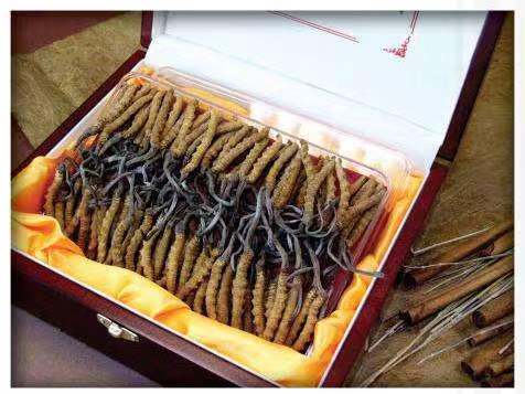 甘谷冬虫夏草回收